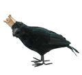 Black bird with Crown